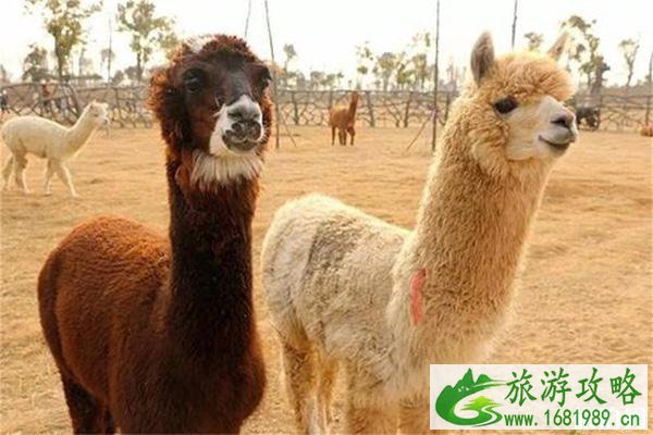 宿州野生动物园门票多少钱