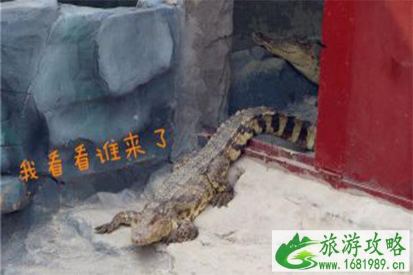 宿州野生动物园一日游攻略 宿州野生动物园一日游攻略