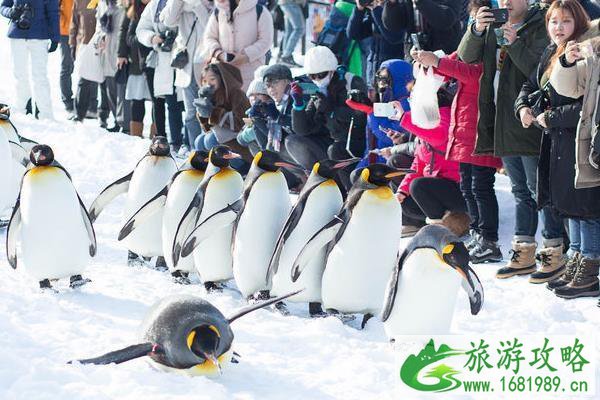 2022—2020年旭川动物园企鹅散步几月份 旭川动物园企鹅巡游时间 2022—2020年旭川动物园企鹅散步几月份 旭川动物园企鹅巡游时间