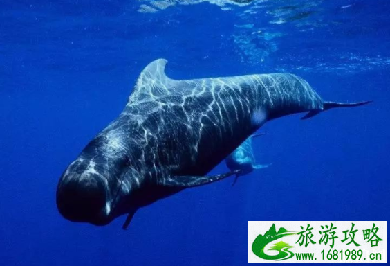什么时候去斯里兰卡能看见蓝鲸