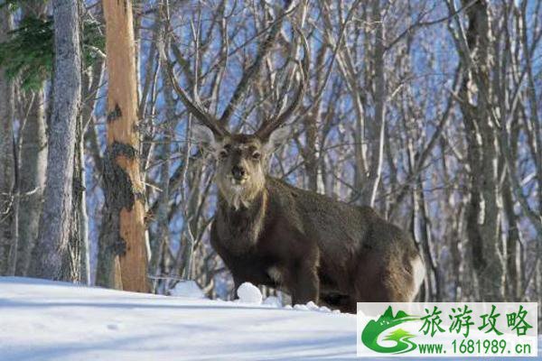 北海道知床半岛旅游景点推荐