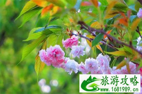2022年池州秋季看红叶赏花图