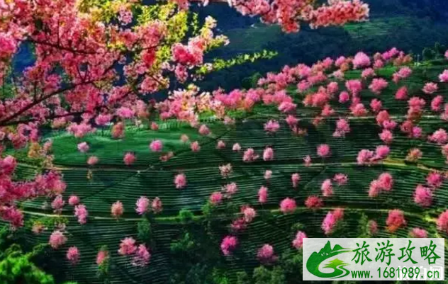 国内那些地方景点适合中老年人旅游