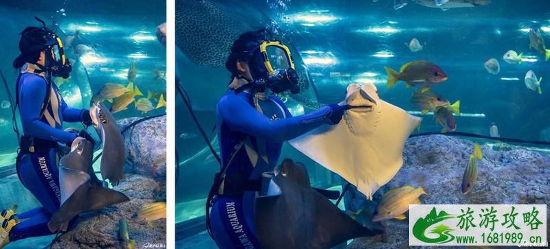 品川水族馆游玩攻略 品川水族馆有什么好玩的项目