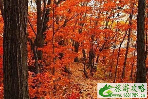 2022南京赏秋攻略 南京秋天两日游攻略