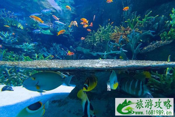 北京海洋馆建馆20周年半价门票哪里买 北京海洋馆20周年门票多少钱+活动时间 北京海洋馆建馆20周年半价门票哪里买 北京海洋馆20周年门票多少钱+活动时间