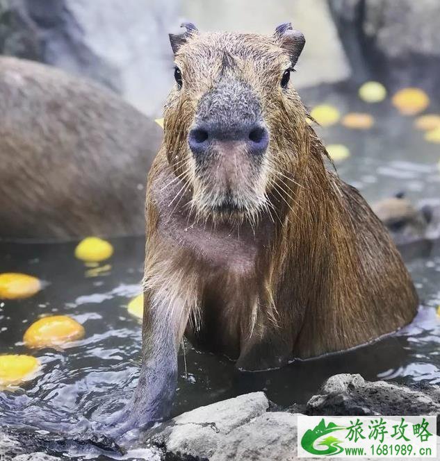 日本伊豆大室山游玩攻略 日本伊豆大室山游玩攻略