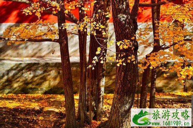 2022全国赏秋地图最新版 2022全国赏秋地图最新版