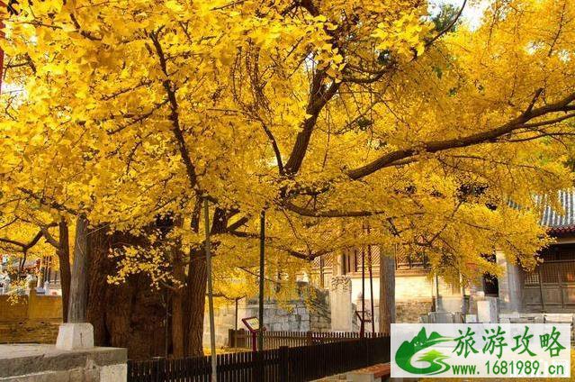 2022全国赏秋地图最新版 2022全国赏秋地图最新版