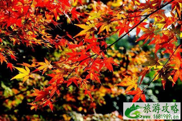 2022全国赏秋地图最新版 2022全国赏秋地图最新版