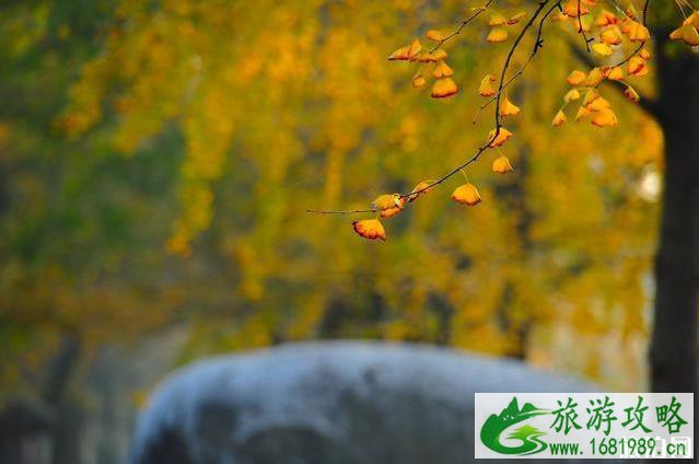 2022全国赏秋地图最新版 2022全国赏秋地图最新版