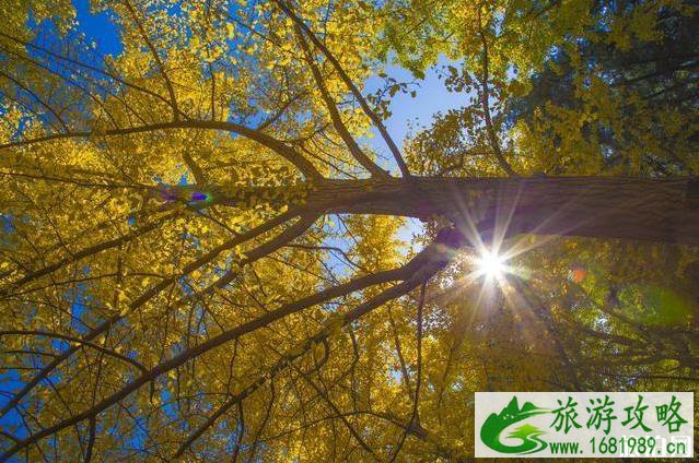 2022全国赏秋地图最新版 2022全国赏秋地图最新版