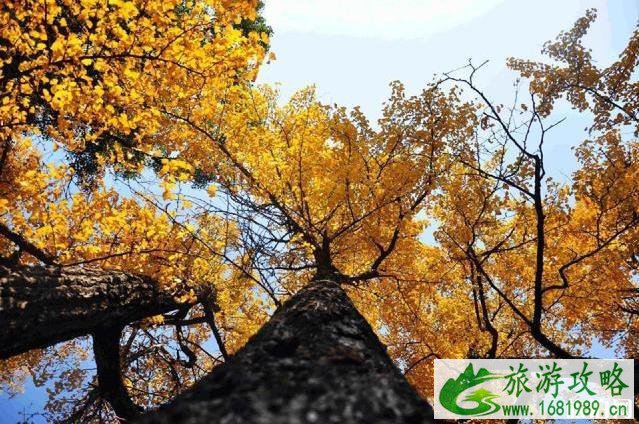 2022全国赏秋地图最新版 2022全国赏秋地图最新版