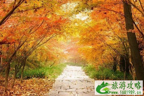 南京赏秋的好地方有哪些 南京赏秋的好地方有哪些