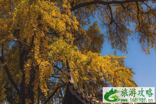 惠山古镇银杏景点在哪