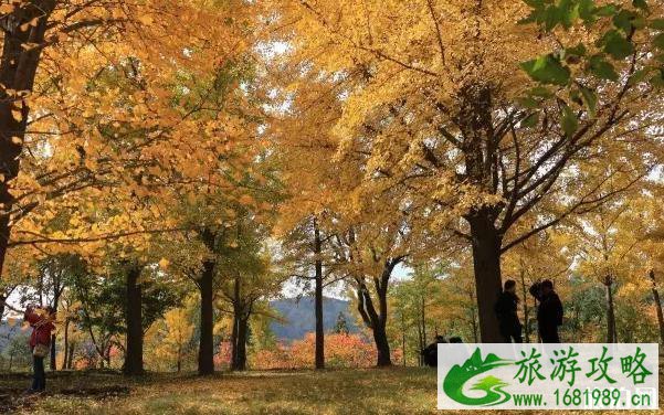 北京植物园赏秋攻略 北京植物园看红叶 北京植物园赏秋攻略 北京植物园看红叶