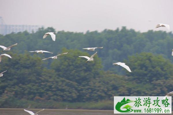 2022广州南沙湿地公园观鸟时间+交通 南沙湿地公园观鸟注意事项 2022广州南沙湿地公园观鸟时间+交通 南沙湿地公园观鸟注意事项