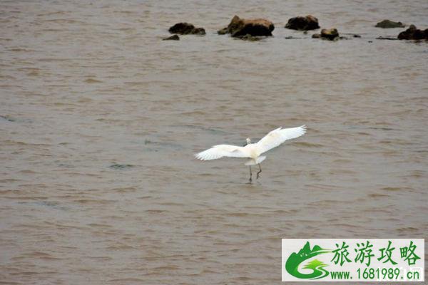 2022广州南沙湿地公园观鸟时间+交通 南沙湿地公园观鸟注意事项 2022广州南沙湿地公园观鸟时间+交通 南沙湿地公园观鸟注意事项