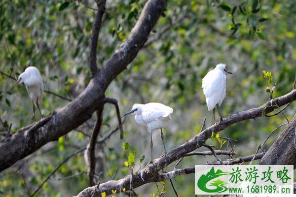 2022广州南沙湿地公园观鸟时间+交通 南沙湿地公园观鸟注意事项 2022广州南沙湿地公园观鸟时间+交通 南沙湿地公园观鸟注意事项