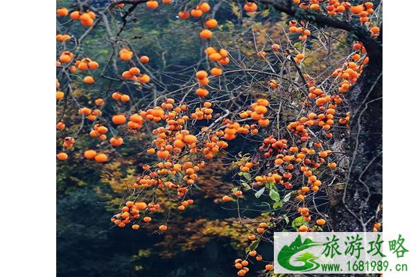 广元牛头村柿子节在什么时候举办 附2022年柿子节时间 广元牛头村柿子节在什么时候举办 附2022年柿子节时间