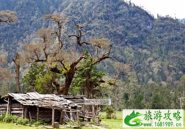 为什么林芝可以成为“藏地江南”