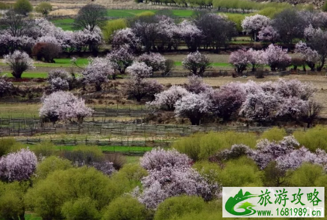 为什么林芝可以成为“藏地江南”