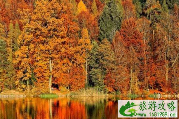 韶关南雄银杏树怎么样
