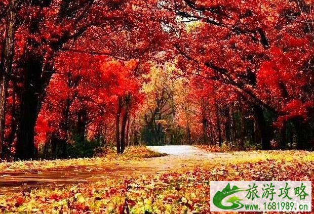国内赏红叶最佳地点 时间 中国赏红叶有哪几个地方值得推荐 国内赏红叶最佳地点 时间 中国赏红叶有哪几个地方值得推荐