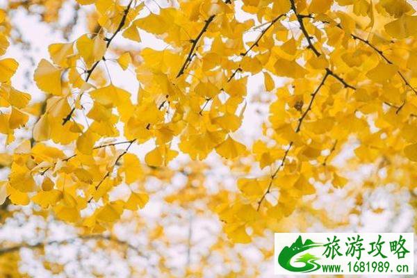 奥林匹克森林公园秋天好看吗+地址+门票+交通