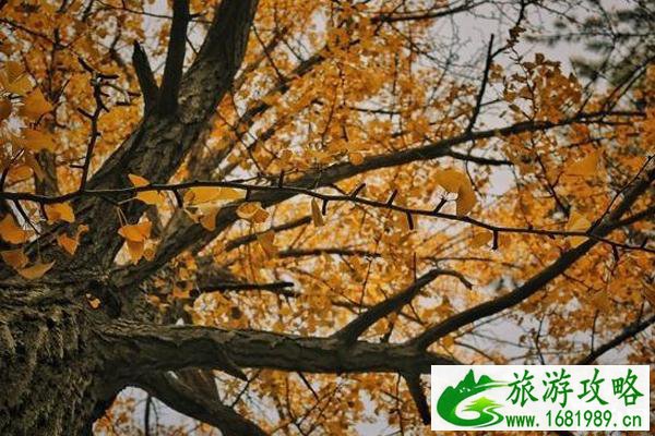 八大处公园红叶红了吗+门票+地址+交通
