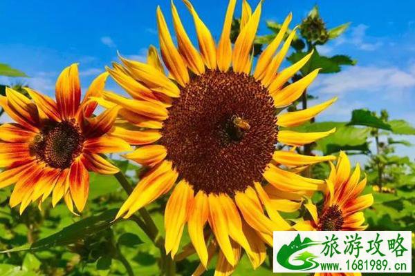 钱仓葵花园开放时间+门票+怎么去+介绍