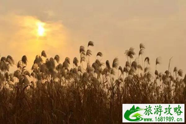 汉口江滩芦苇荡几月最美+怎么去 汉口江滩芦苇荡怎么样 汉口江滩芦苇荡几月最美+怎么去 汉口江滩芦苇荡怎么样