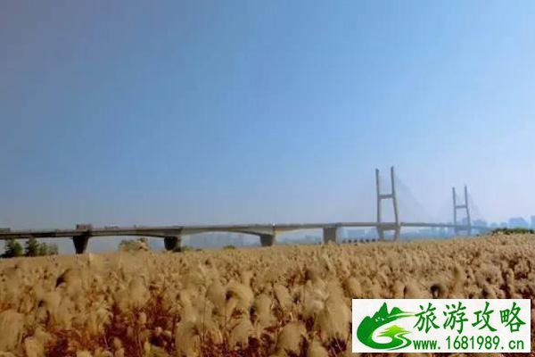 汉口江滩芦苇荡几月最美+怎么去 汉口江滩芦苇荡怎么样 汉口江滩芦苇荡几月最美+怎么去 汉口江滩芦苇荡怎么样