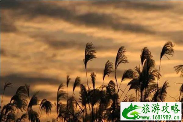 汉口江滩芦苇荡几月最美+怎么去 汉口江滩芦苇荡怎么样 汉口江滩芦苇荡几月最美+怎么去 汉口江滩芦苇荡怎么样