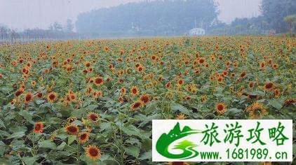 南京侯冲风景区游玩攻略 2020南京侯冲风景区门票多少钱 南京侯冲风景区游玩攻略 2020南京侯冲风景区门票多少钱