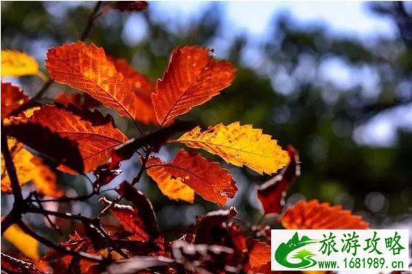 2022年尧山红叶节时间+门票+地址+活动介绍