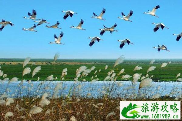 2022鄱阳湖国际观鸟周活动时间+观看地点+最佳时间+注意事项