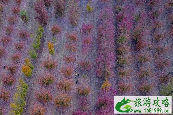2022慢城红枫节时间+地点+活动安排