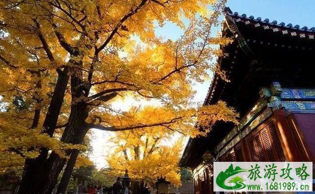 北京适合秋游的地方 北京秋天哪里好玩 北京适合秋游的地方 北京秋天哪里好玩