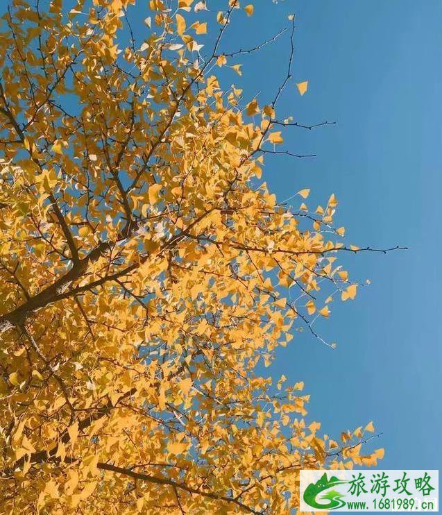 北京适合秋游的地方 北京秋天哪里好玩 北京适合秋游的地方 北京秋天哪里好玩