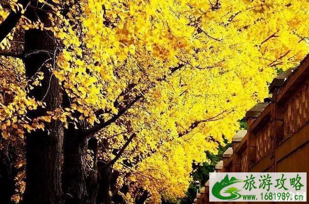 北京适合秋游的地方 北京秋天哪里好玩 北京适合秋游的地方 北京秋天哪里好玩