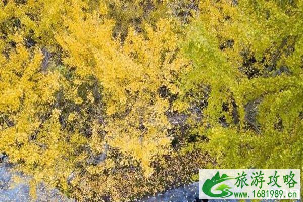 长汀南坑村银杏第一村旅游攻略 长汀南坑村银杏第一村旅游攻略