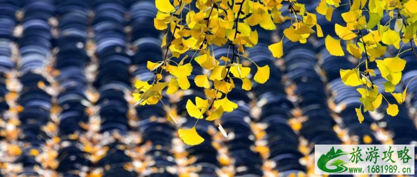 北京银杏观赏时间表 2022北京地坛公园银杏文化节时间地点+活动内容 北京银杏观赏时间表 2022北京地坛公园银杏文化节时间地点+活动内容