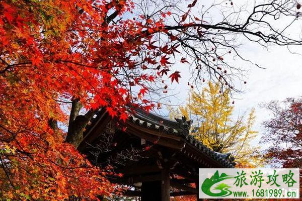 十一月去日本冷不冷 十一月去日本旅游好吗