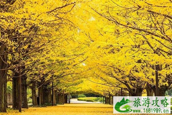 十一月去日本冷不冷 十一月去日本旅游好吗