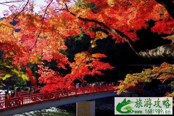 十一月去日本冷不冷 十一月去日本旅游好吗