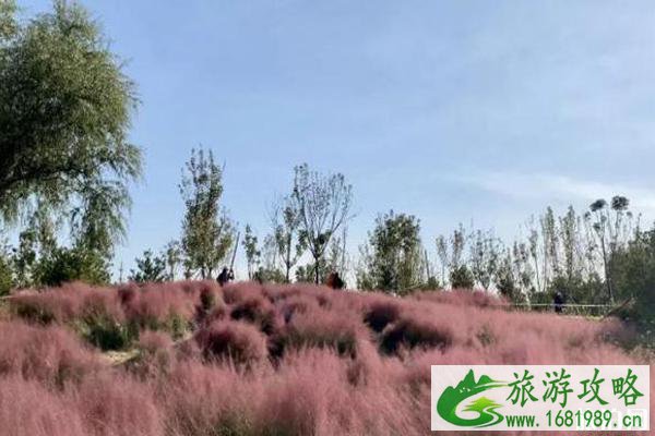 北京粉黛乱子草在哪里