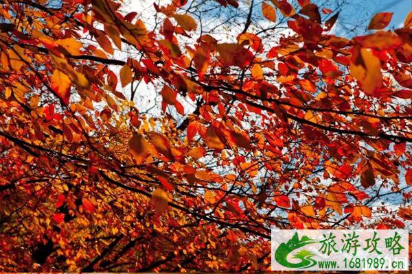 2022平顶山尧山红叶节时间+门票优惠 2022平顶山尧山红叶节时间+门票优惠