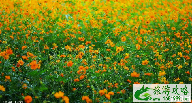 南京格桑花观赏地点推荐