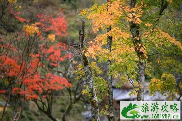 二郎山红叶什么时候红 附2022二郎山红叶节信息